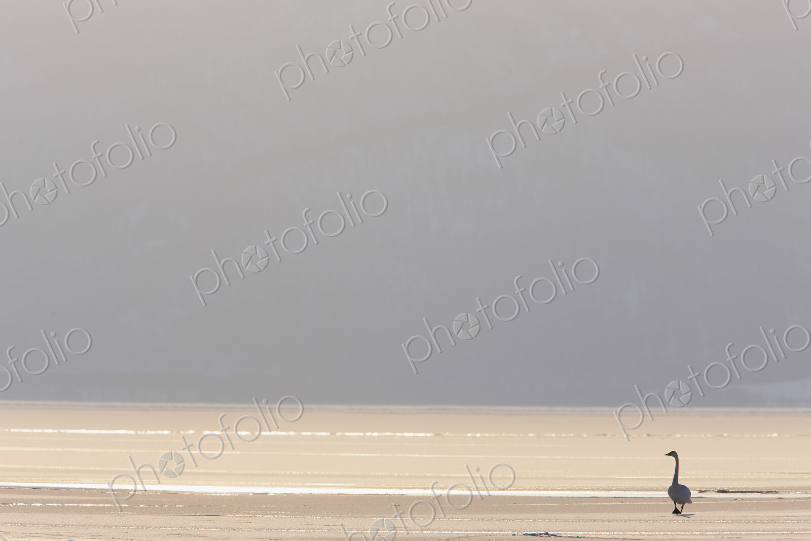 Swan standing on shore of frozen lake in Winter.