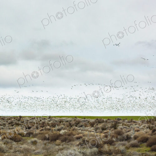 Swans migrating at Moses Lake by Interstate 90 Swans migrating at Moses Lake by Interstate 90