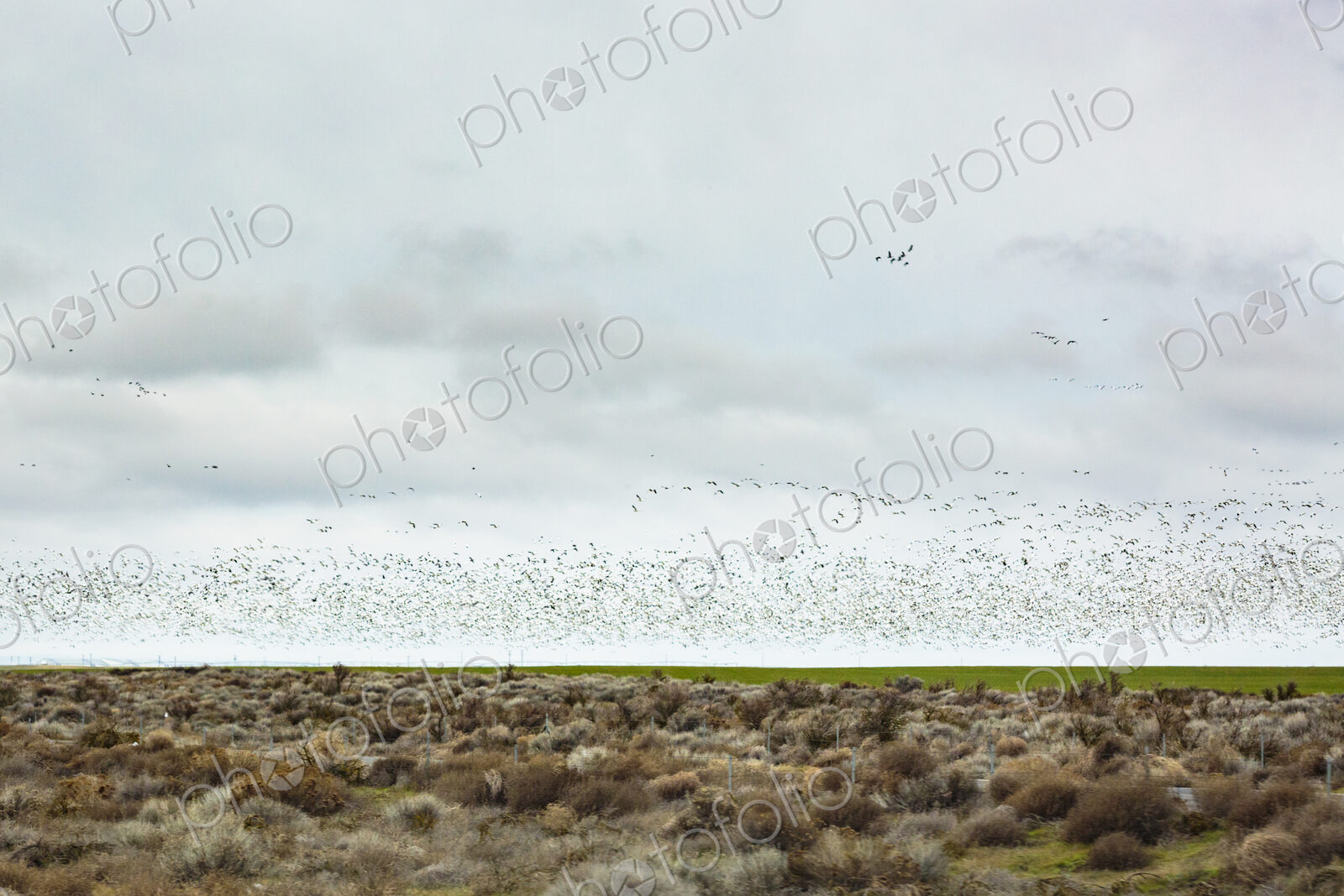 Swans migrating at Moses Lake by Interstate 90