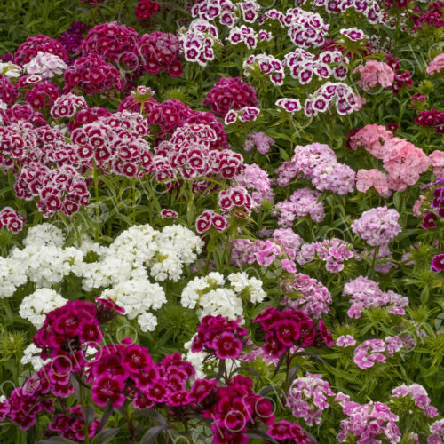 Sweet william dianthus flowering plants, perennials in the garden