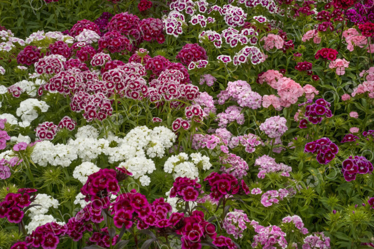 Sweet william dianthus flowering plants, perennials in the garden