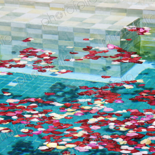 Swimming Pool with Rose Petals Swimming Pool with Rose Petals