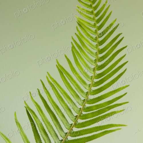 Sword fern still life Sword fern still life