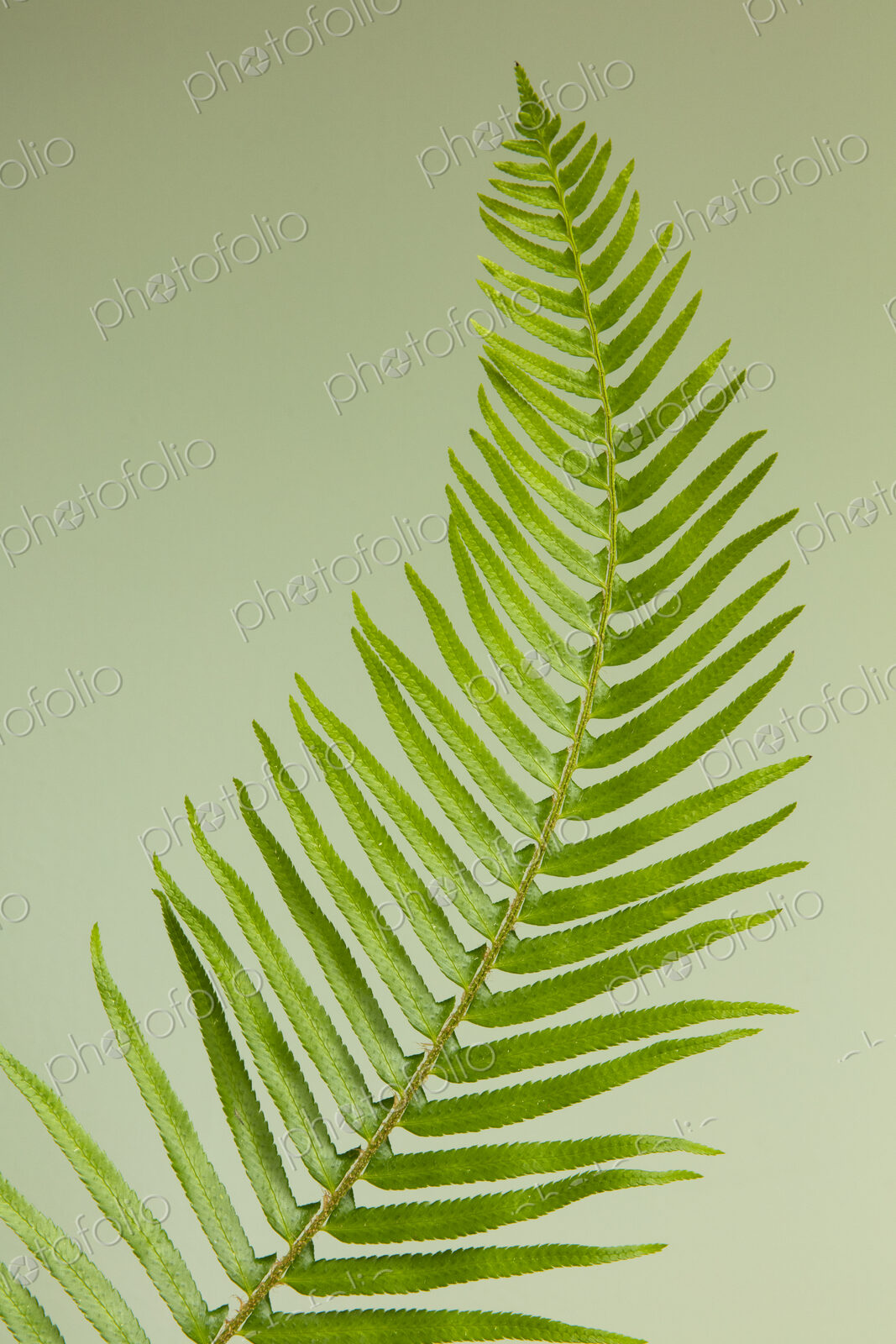 Sword fern still life