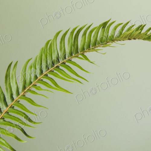 Sword fern still life Sword fern still life