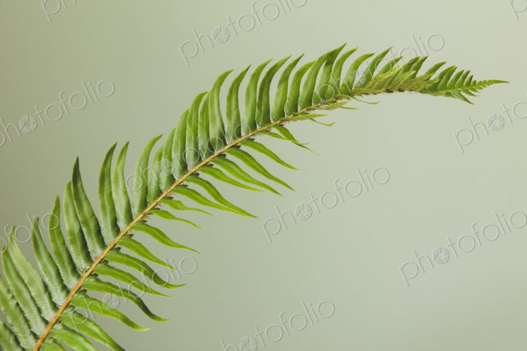 Sword fern still life