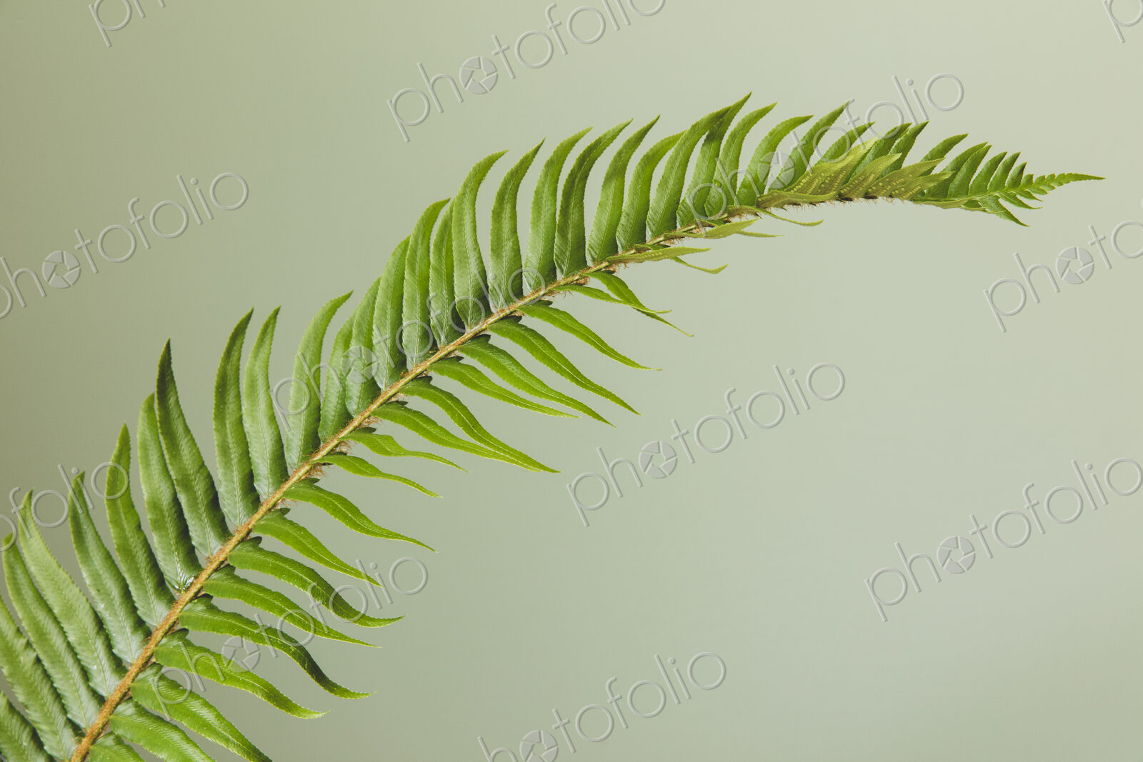 Sword fern still life