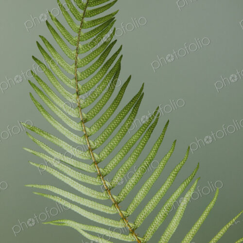 Sword fern still life Sword fern still life