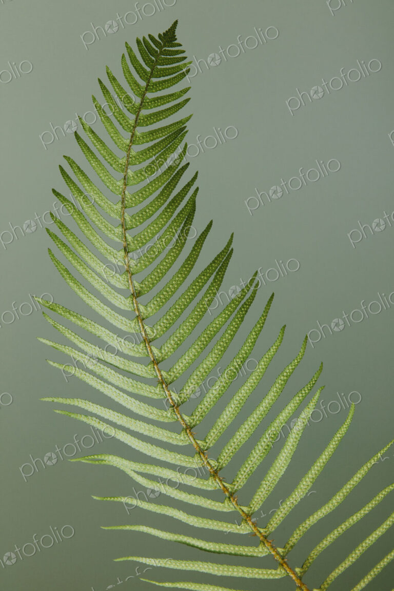 Sword fern still life