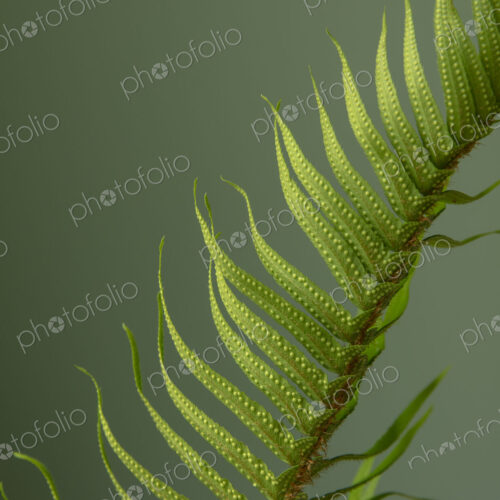 Sword fern still life Sword fern still life