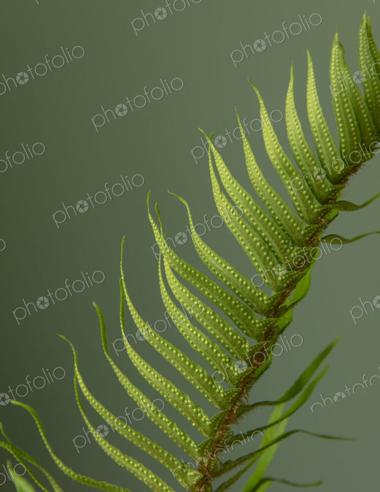 Sword fern still life