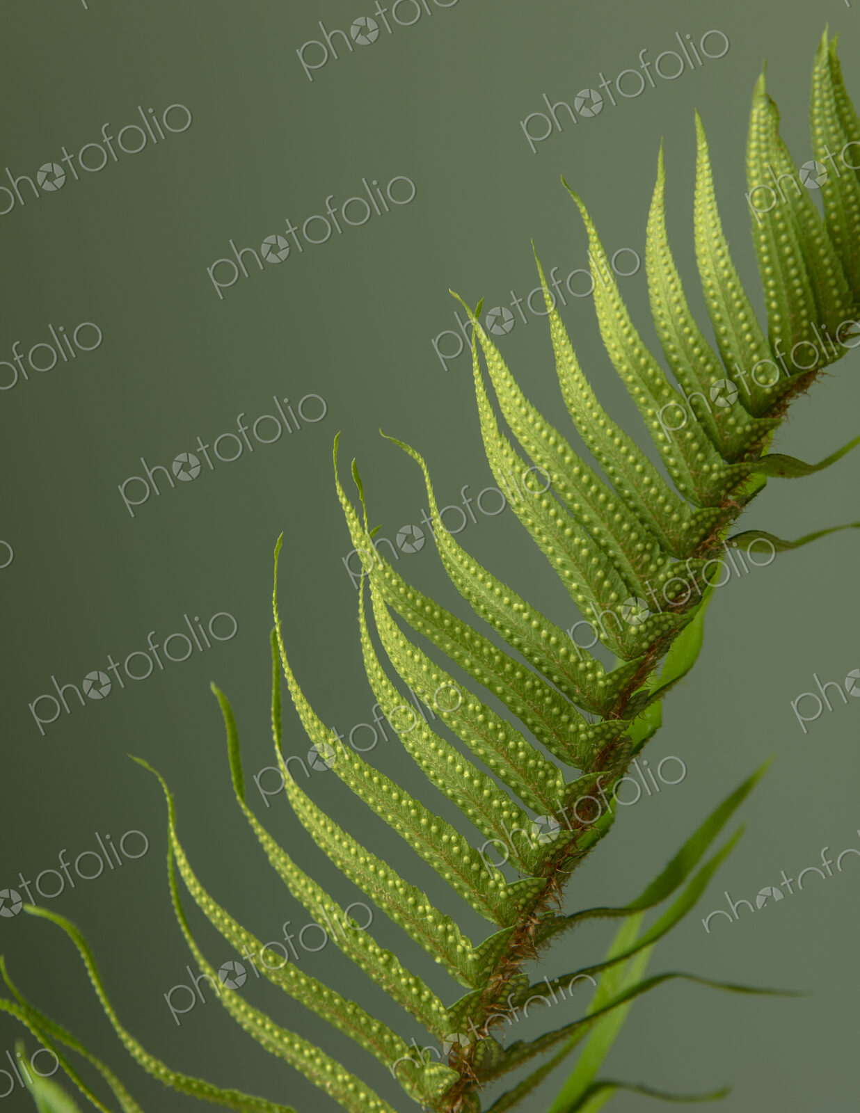 Sword fern still life