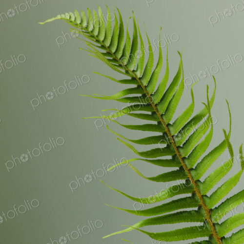 Sword fern still life Sword fern still life