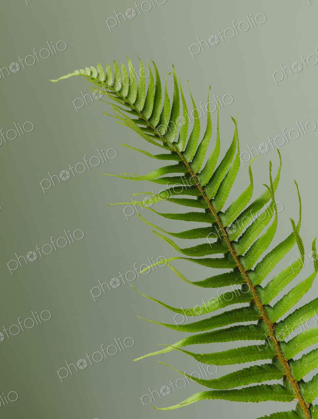 Sword fern still life