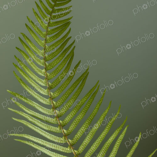 Sword fern still life Sword fern still life
