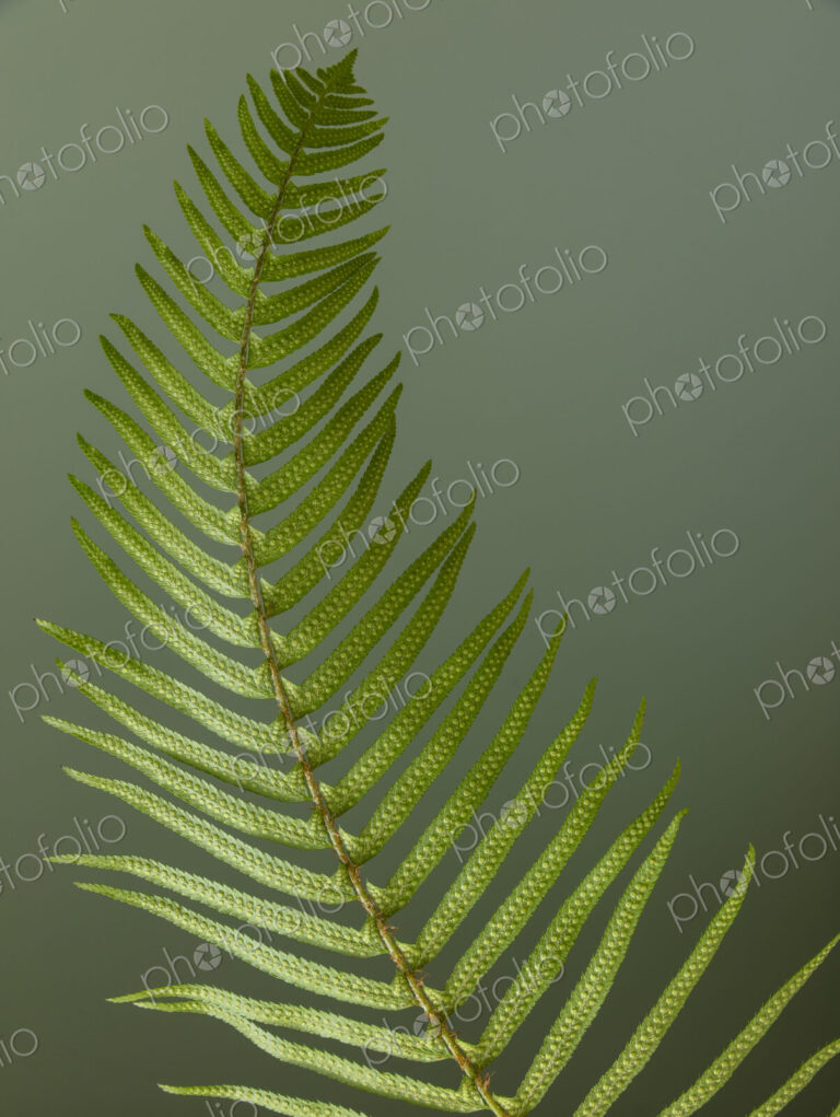 Sword fern still life