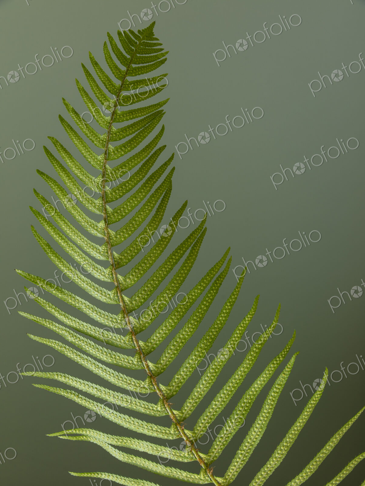 Sword fern still life