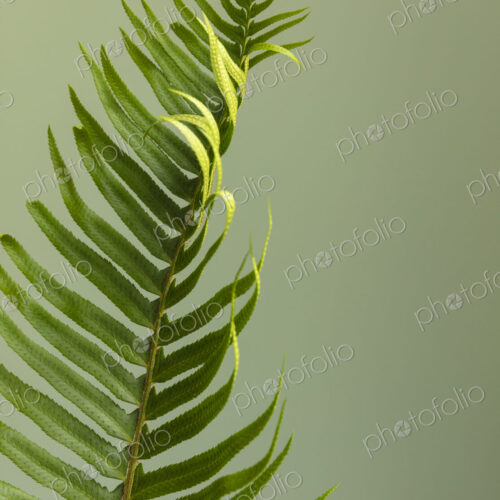 Sword fern still life Sword fern still life