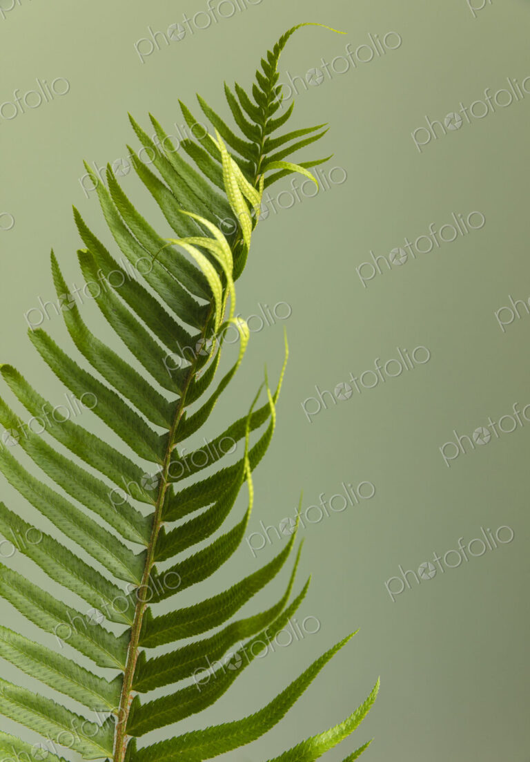 Sword fern still life
