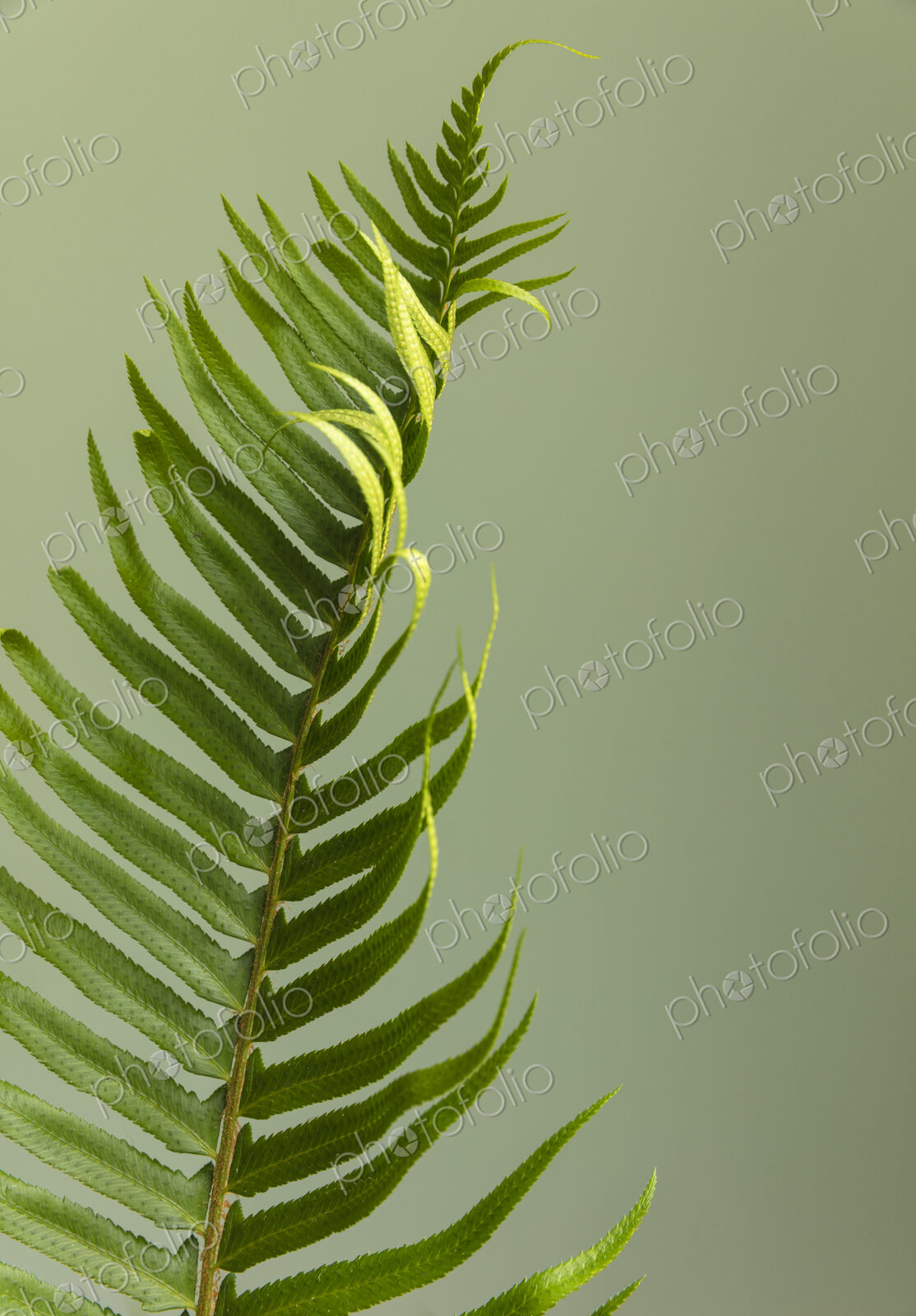 Sword fern still life