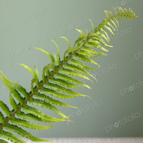 Sword fern still life Sword fern still life