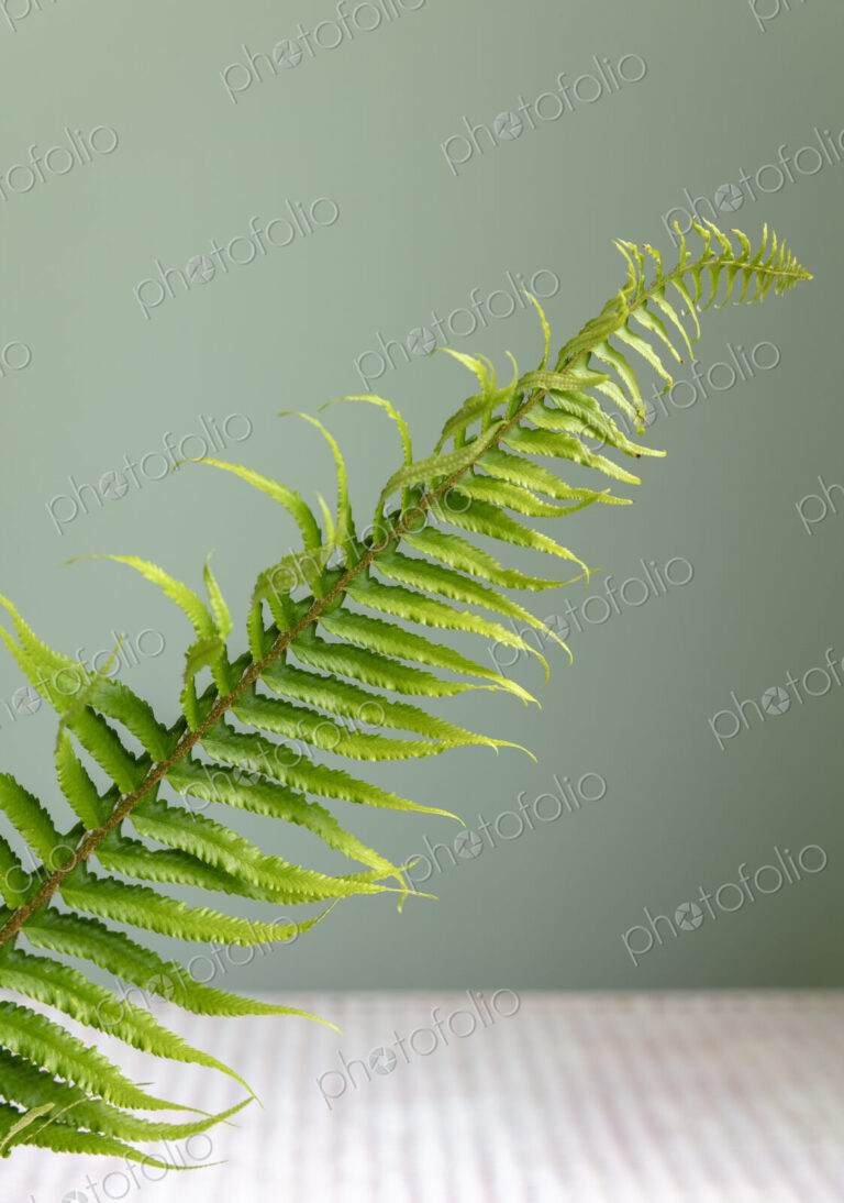 Sword fern still life