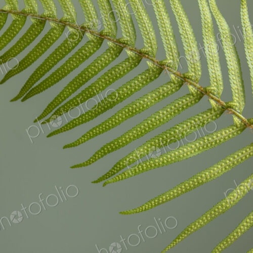 Sword fern still life Sword fern still life