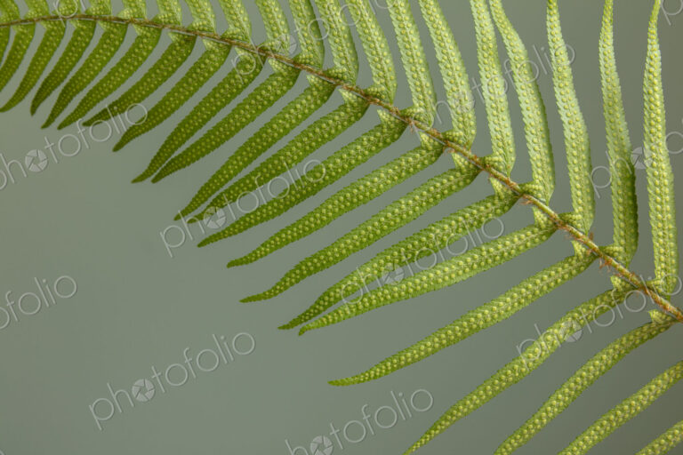 Sword fern still life