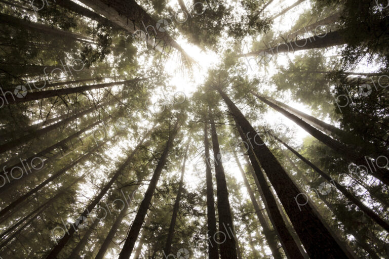 Tall fir trees, Lake Angeles Trail, Olympic National Park, Port Angeles, WA USA