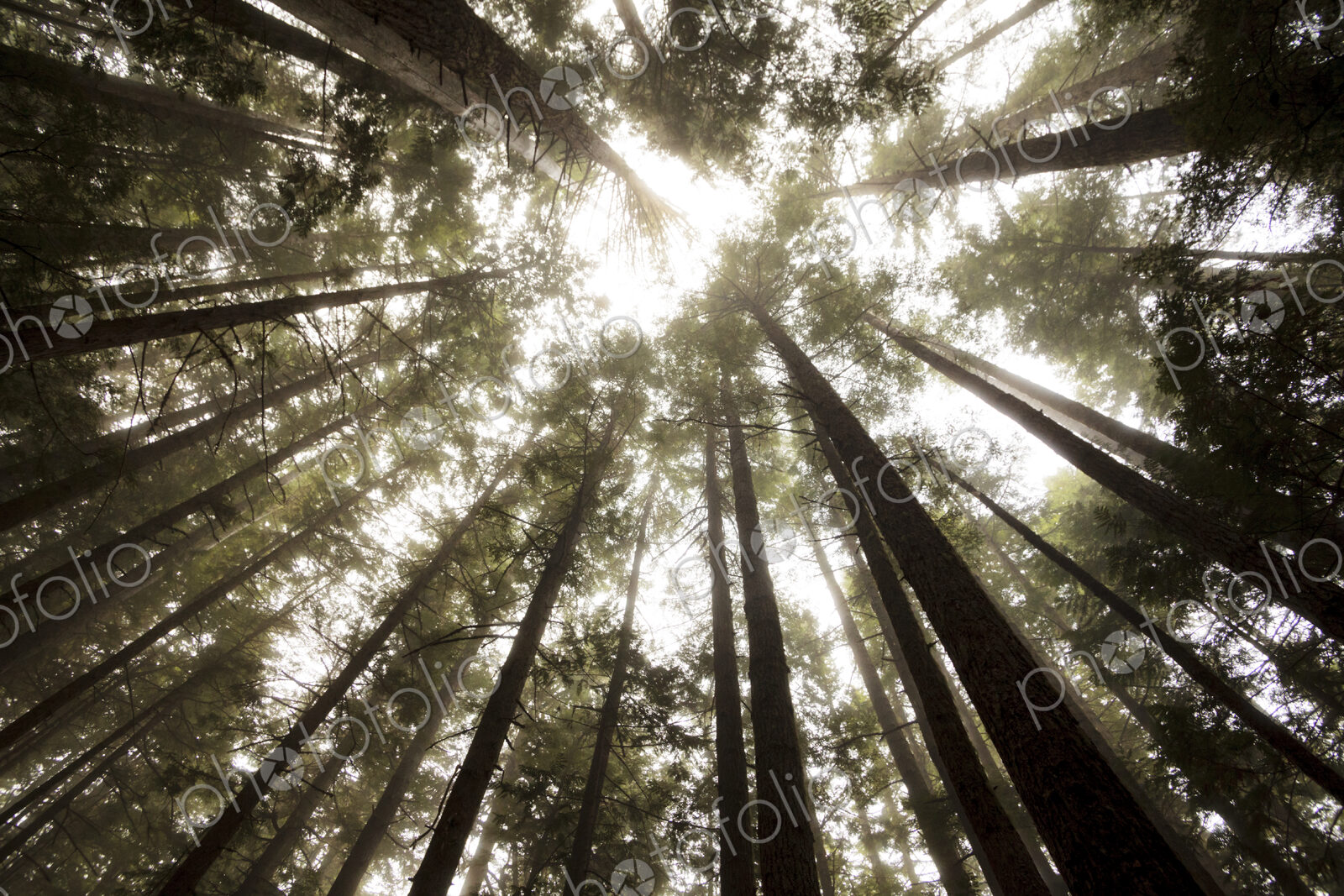 Tall fir trees, Lake Angeles Trail, Olympic National Park, Port Angeles, WA USA