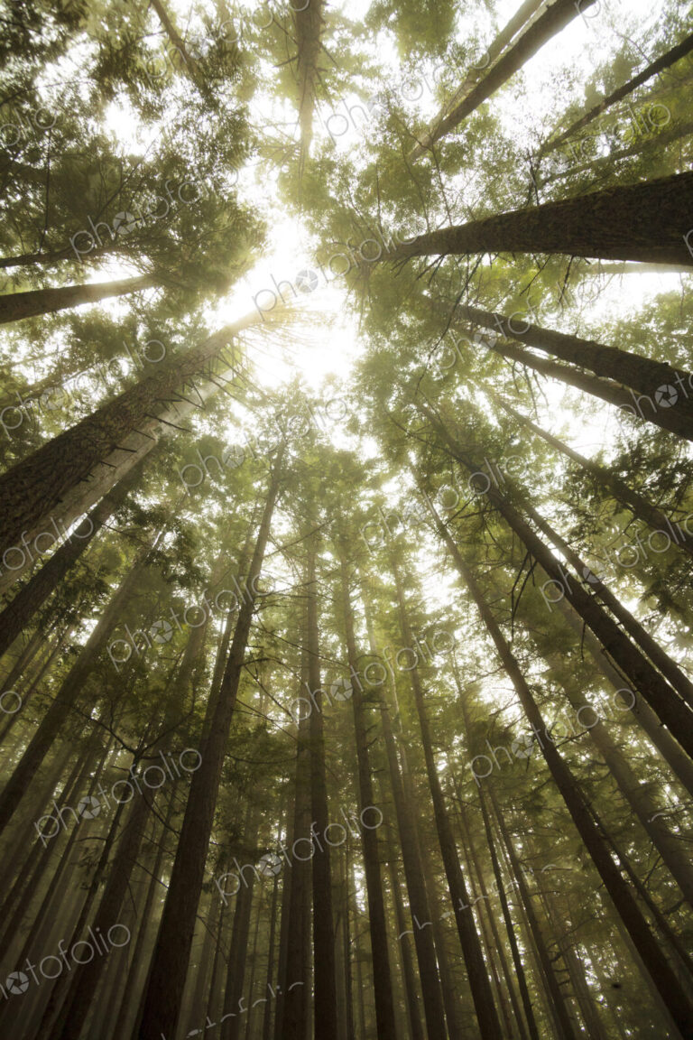 Tall fir trees, Lake Angeles Trail, Olympic National Park, Port Angeles, WA USA
