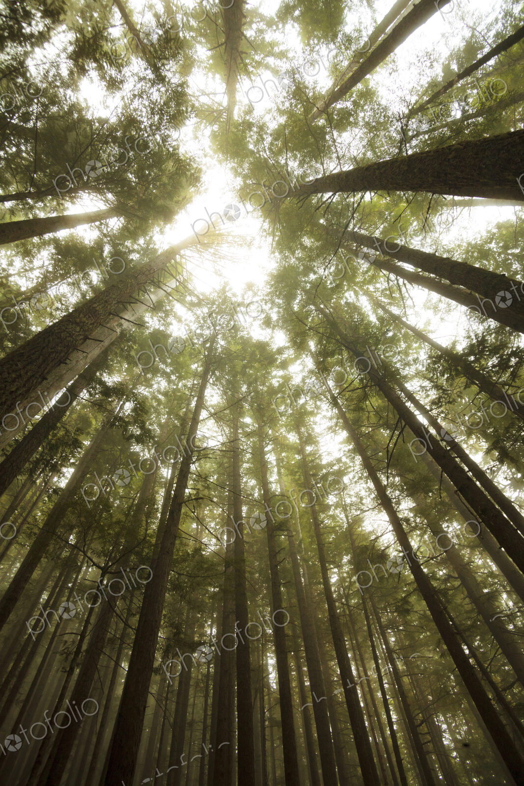 Tall fir trees, Lake Angeles Trail, Olympic National Park, Port Angeles, WA USA