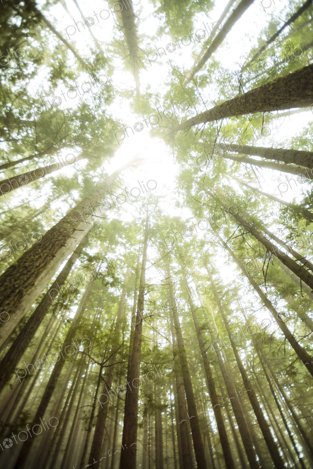 Tall fir trees, Lake Angeles Trail, Olympic National Park, Port Angeles, WA USA