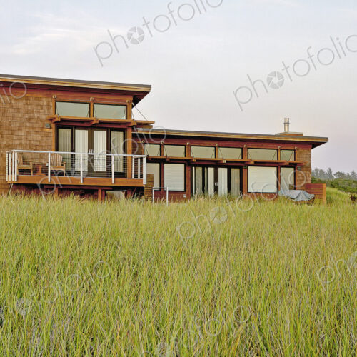 Tall grass growing near modern home
