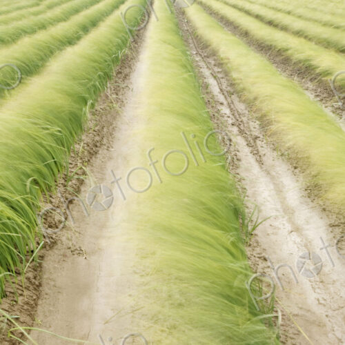 Tall iris grass growing in crop field Tall iris grass growing in crop field