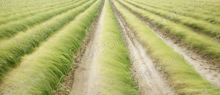 Tall iris grass growing in crop field
