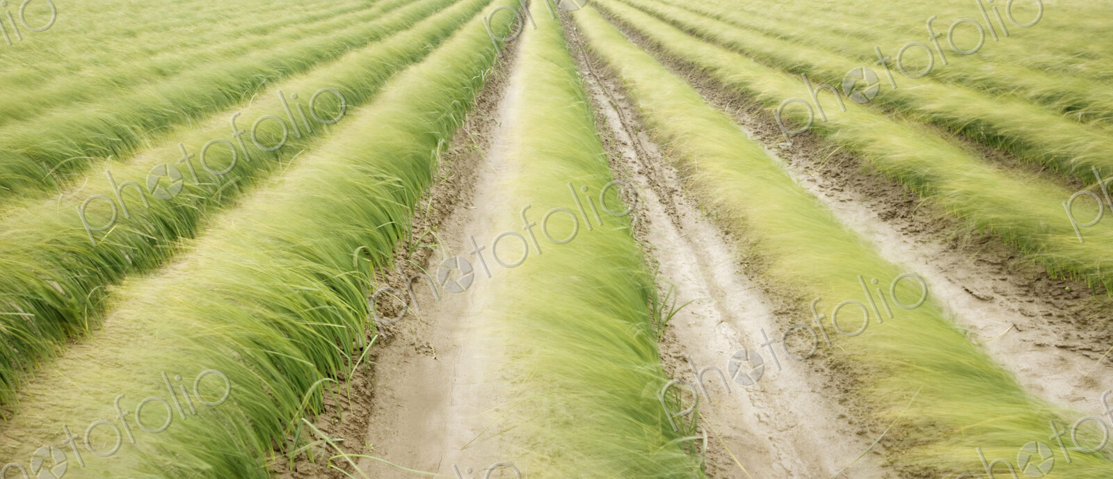 Tall iris grass growing in crop field