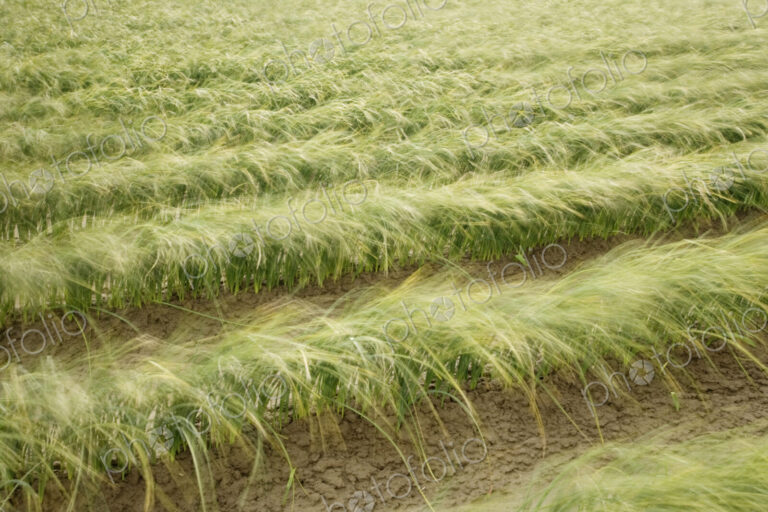 Tall iris grass growing in crop field