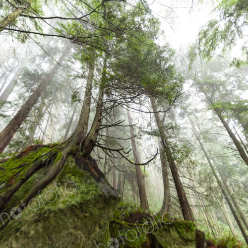 Tall pine trees clinging to a rock, Salt Creek Recreational Area, Port Angeles Tall pine trees clinging to a rock, Salt Creek Recreational Area, Port Angeles
