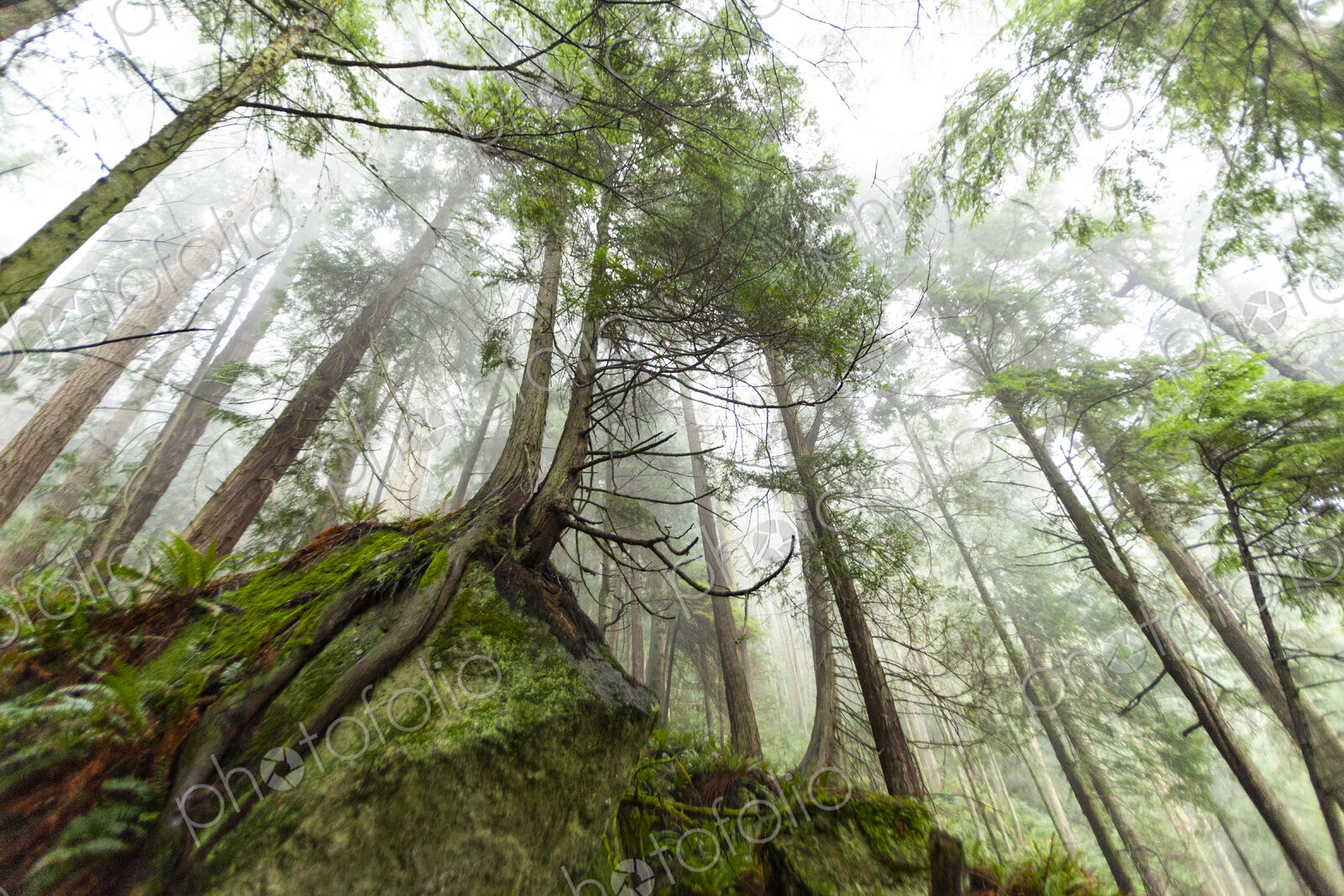 Tall pine trees clinging to a rock, Salt Creek Recreational Area, Port Angeles