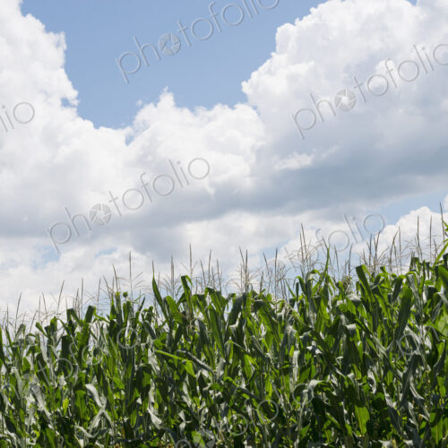 Tall plants in a field, maize corn growing. Tall plants in a field, maize corn growing.