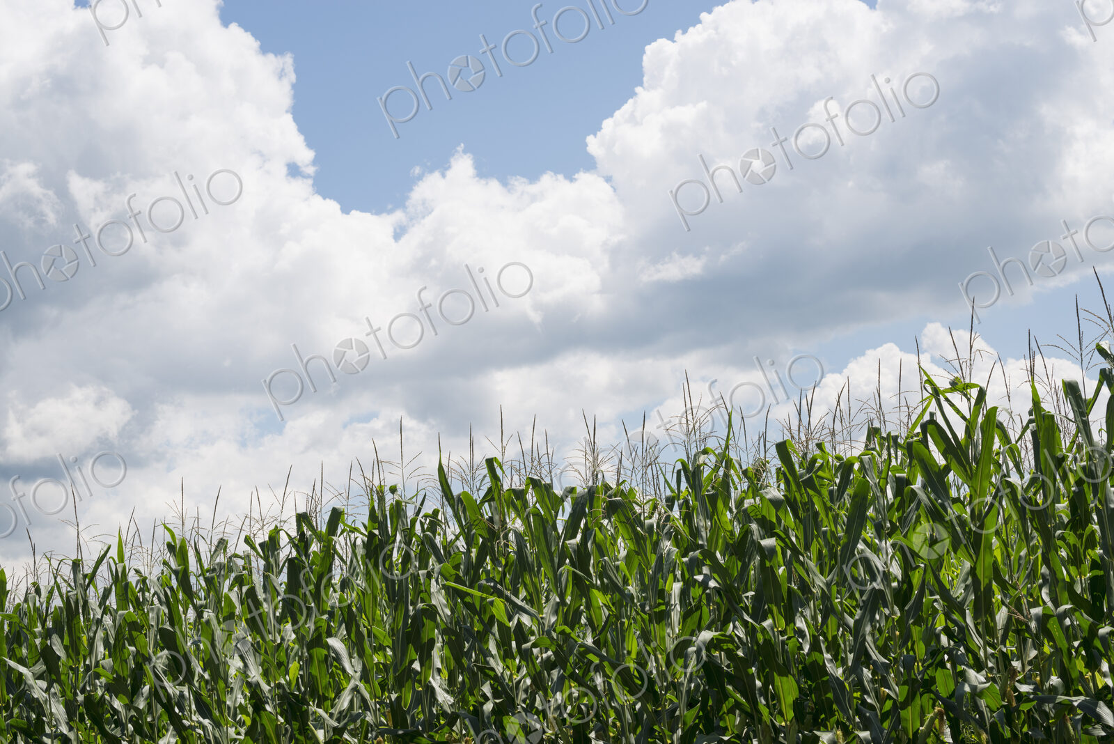 Tall plants in a field, maize corn growing.