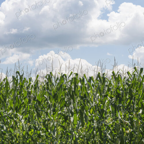 Tall plants in a field, maize corn growing. Tall plants in a field, maize corn growing.