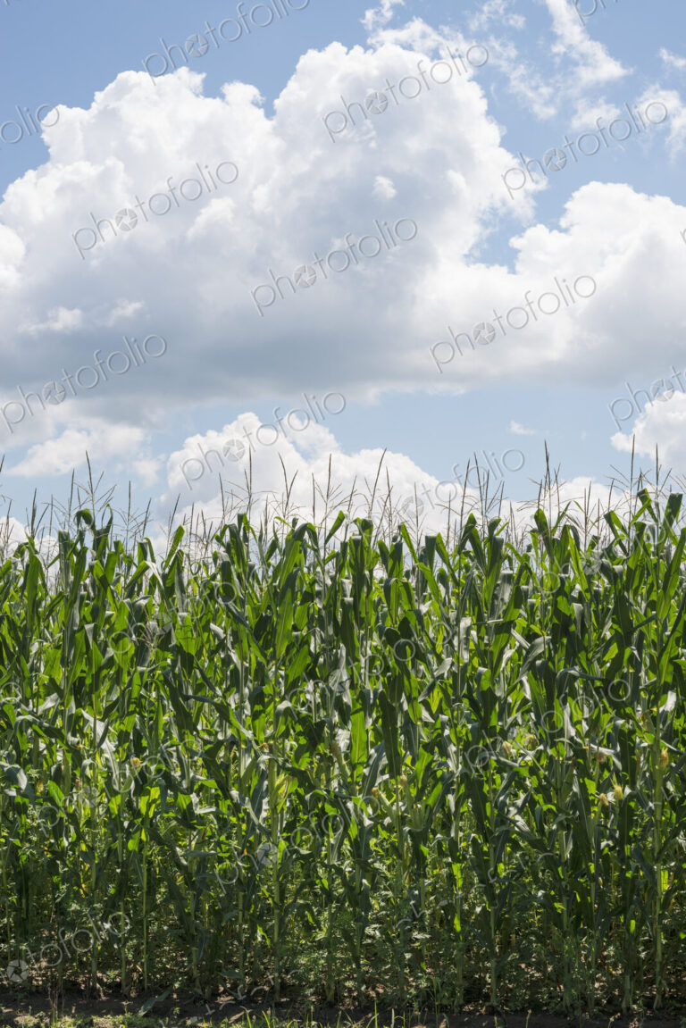 Tall plants in a field, maize corn growing.