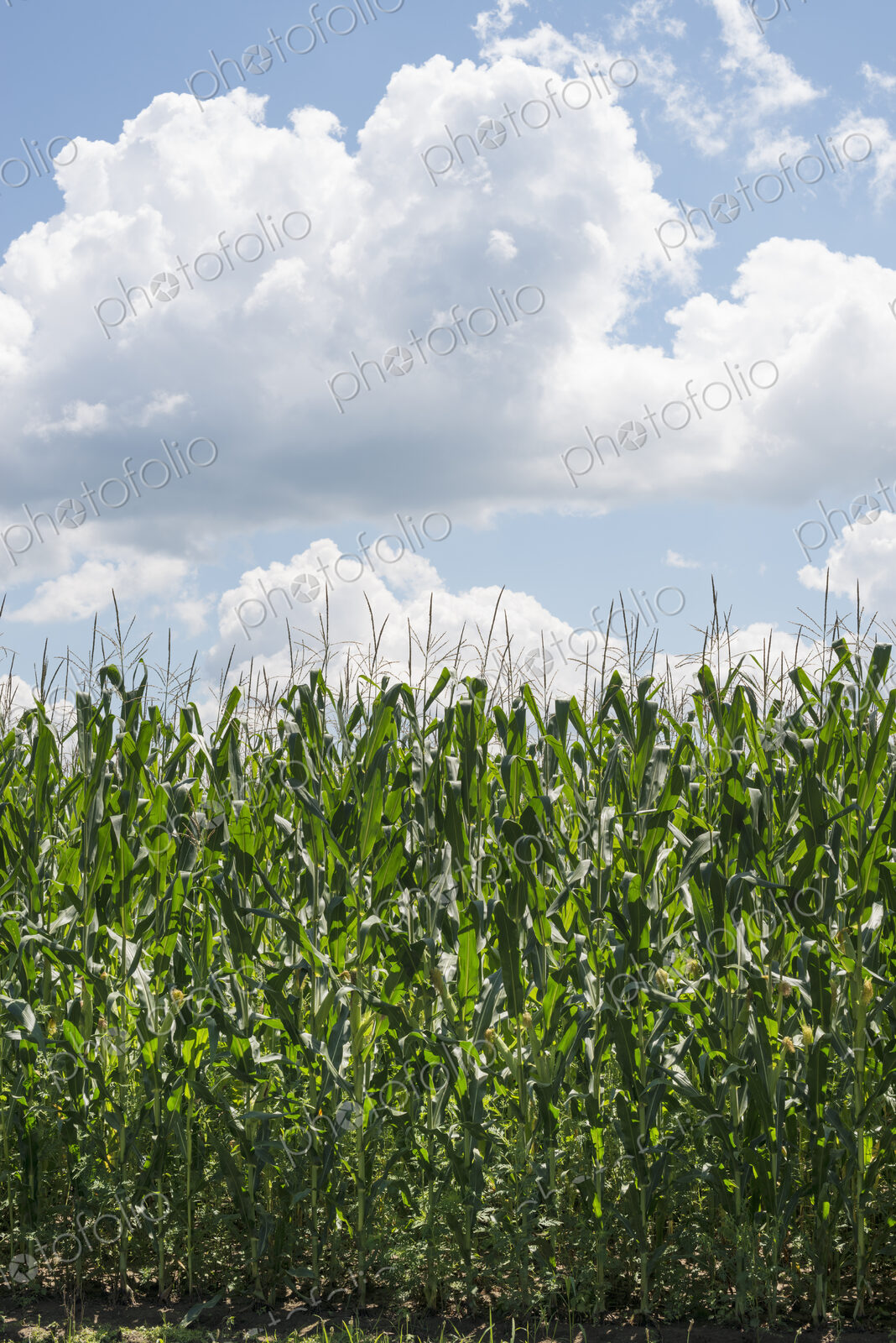 Tall plants in a field, maize corn growing.