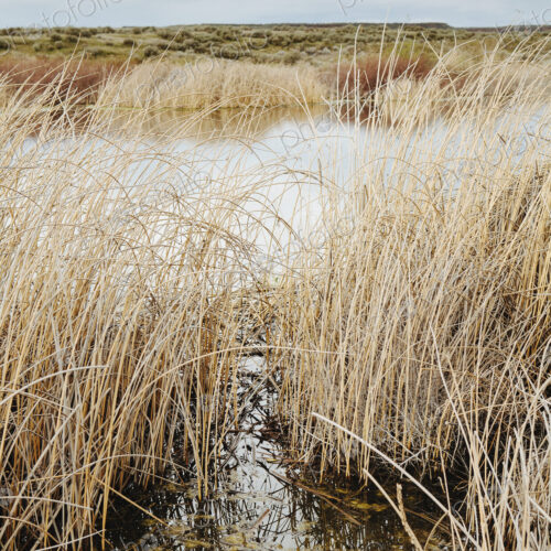 Tall reed grasses and marshes in Columbia National Wildlife Refuge, near Othello in… Tall reed grasses and marshes in Columbia National Wildlife Refuge, near Othello in…