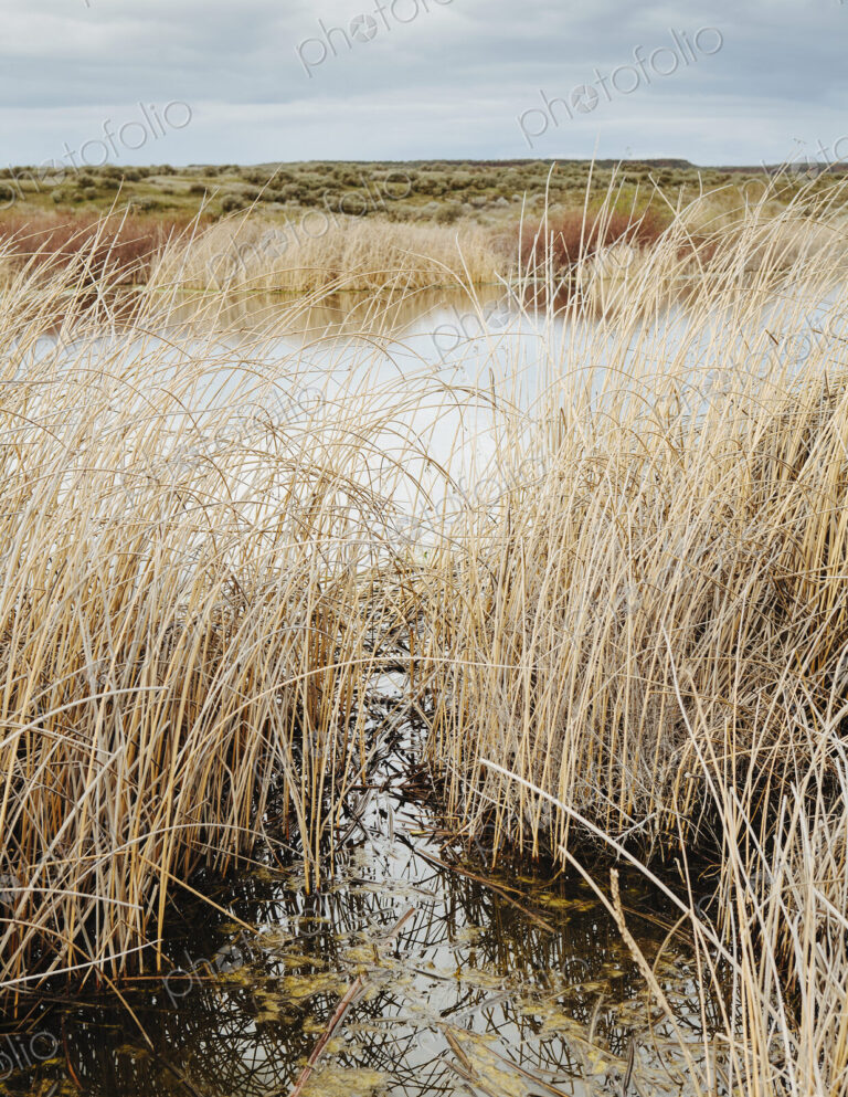 Tall reed grasses and marshes in Columbia National Wildlife Refuge, near Othello in…