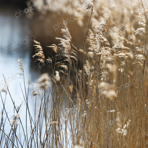 Tall reed stalks and feathery seedheads growing in shallow water in the fens near…