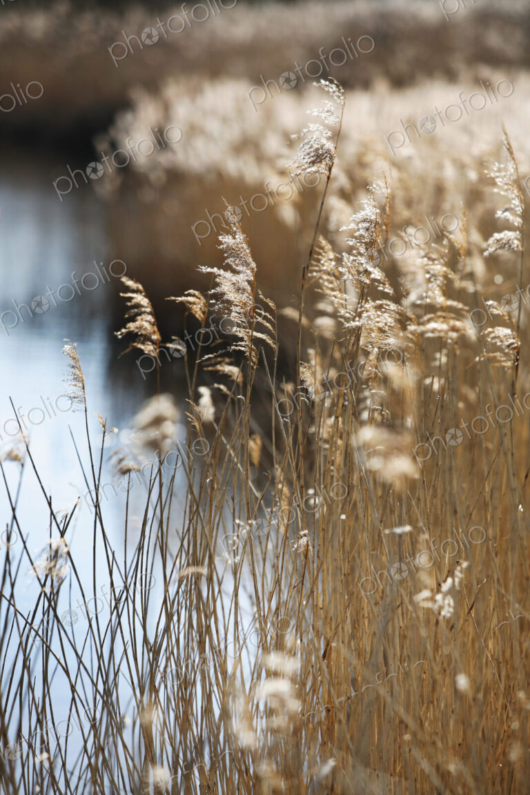 Tall reed stalks and feathery seedheads growing in shallow water in the fens near…