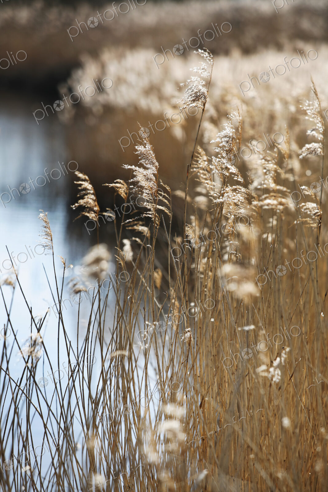 Tall reed stalks and feathery seedheads growing in shallow water in the fens near…